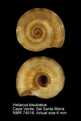 Heliacus bisulcatus (2).jpg - Heliacus bisulcatus(d'Orbigny,1842)